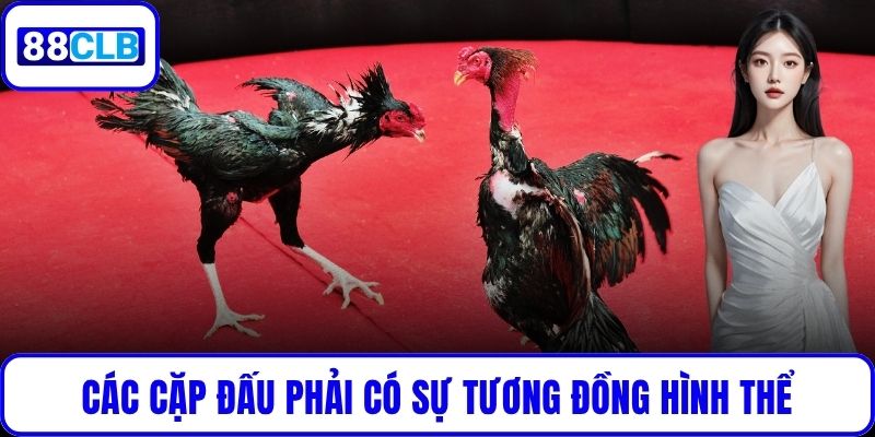 Đá Gà Cựa Dao – Kịch Tính Đến Nghẹt Thở Cùng 88CLB Các cặp đấu phải có sự tương đồng hình thể