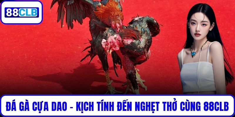 Đá Gà Cựa Dao – Kịch Tính Đến Nghẹt Thở Cùng 88CLB Đá Gà Cựa Dao – Kịch Tính Đến Nghẹt Thở Cùng 88CLB