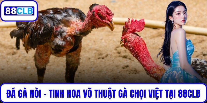 Đá Gà Nòi – Tinh Hoa Võ Thuật Gà Chọi Việt Tại 88CLB Đá Gà Nòi – Tinh Hoa Võ Thuật Gà Chọi Việt Tại 88CLB