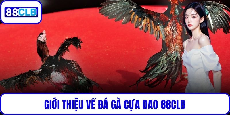 Đá Gà Cựa Dao – Kịch Tính Đến Nghẹt Thở Cùng 88CLB Giới thiệu về đá gà cựa dao 88CLB