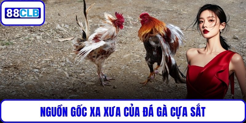 Nguồn gốc xa xưa của đá gà cựa sắt