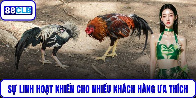 Đá Gà Nòi – Tinh Hoa Võ Thuật Gà Chọi Việt Tại 88CLB Sự linh hoạt khiến cho nhiều khách hàng ưa thích