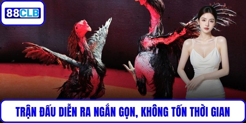 Đá Gà Cựa Dao – Kịch Tính Đến Nghẹt Thở Cùng 88CLB Trận đấu diễn ra ngắn gọn, không tốn thời gian